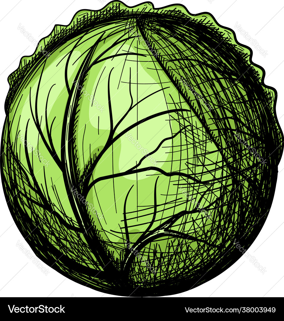 Cabbage icon Royalty Free Vector Image - VectorStock