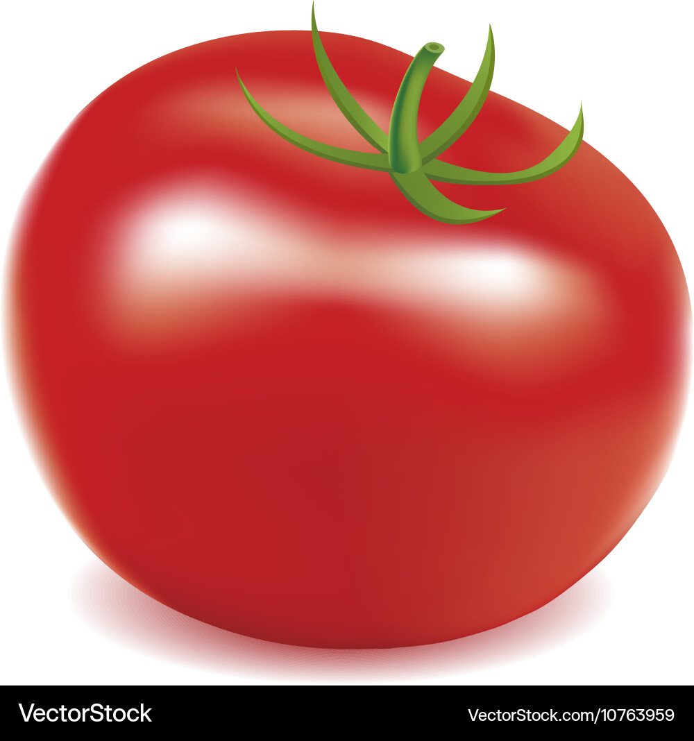 Tomato Royalty Free Vector Image - VectorStock