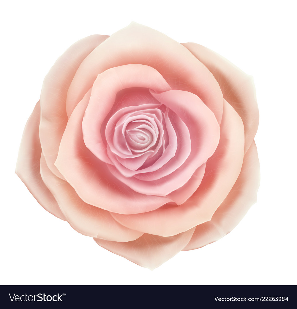 Beautiful pink rose floral decorative