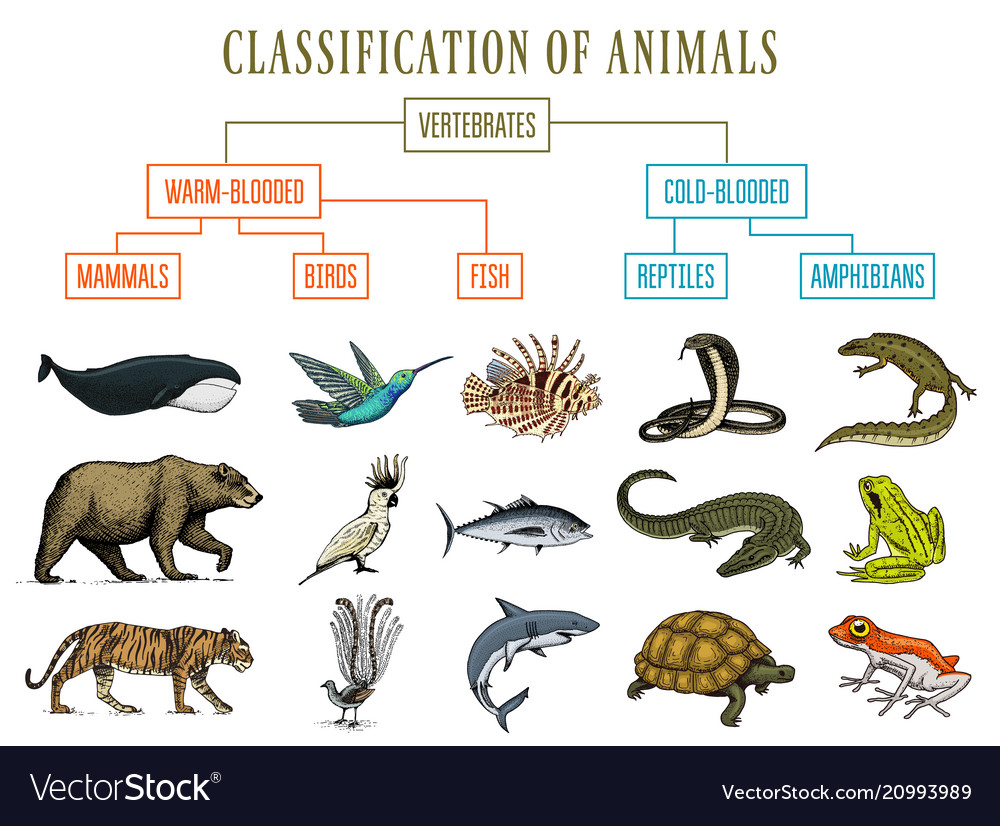 List Of Amphibians Animals