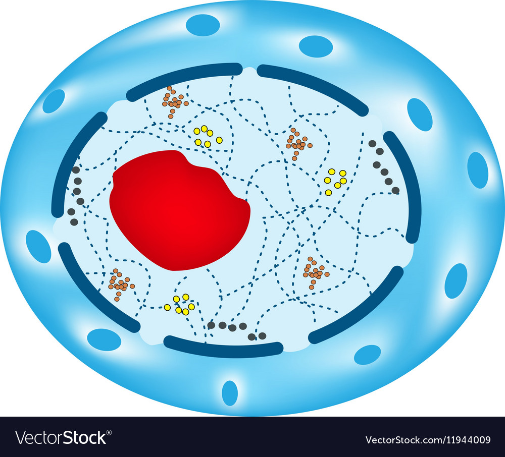 Structure of the human cell nucleus Royalty Free Vector