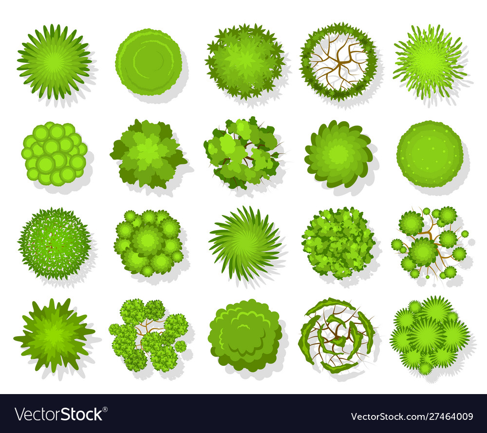 Top view tree aerial landscape green planting vector image Top view tree aerial landscape green planting