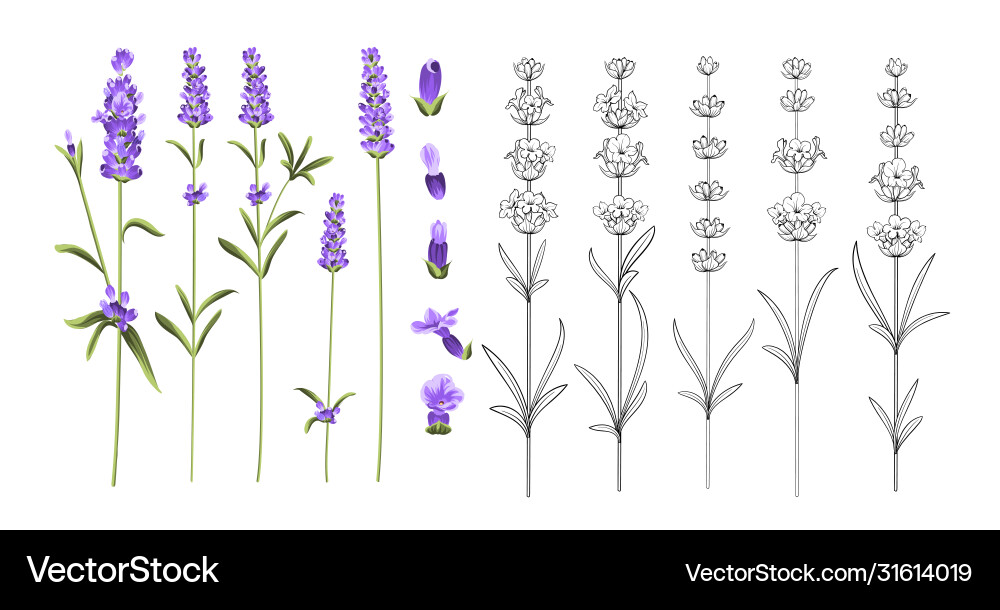 Set lavender flowers elements Royalty Free Vector Image