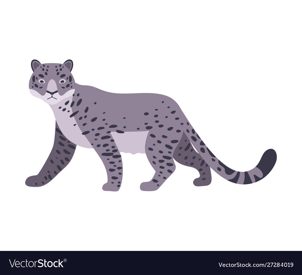 Snow leopard on a white