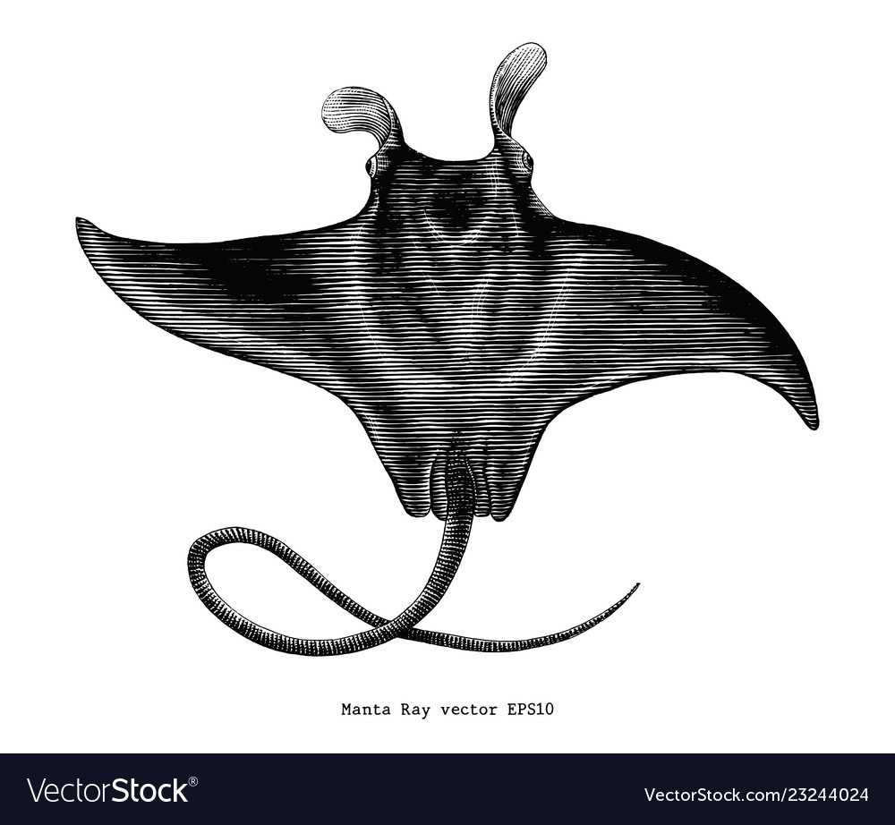 Manta ray vintage clip art Royalty Free Vector Image