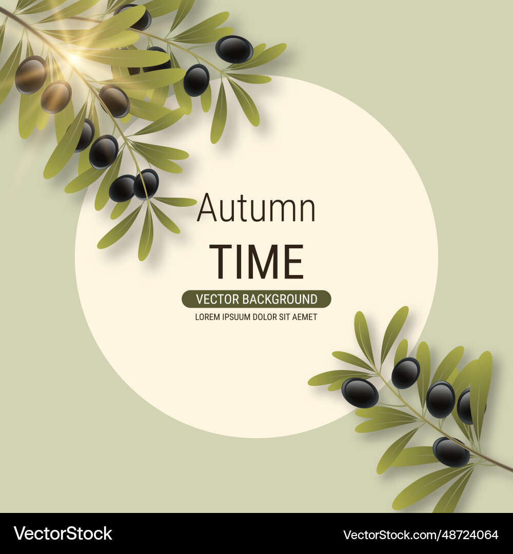 Olive tree branch Royalty Free Vector Image - VectorStock