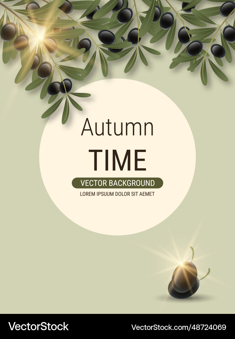 Olive tree branch Royalty Free Vector Image - VectorStock