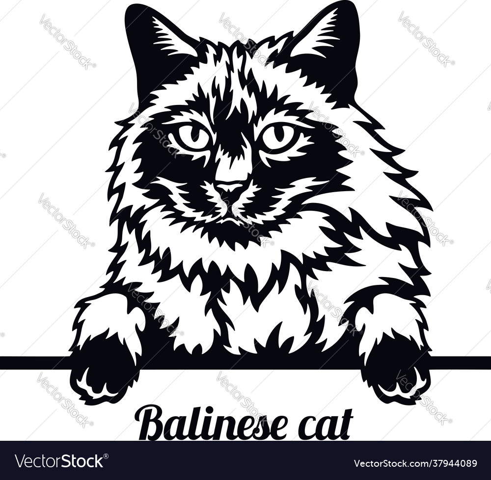 black balinese cat