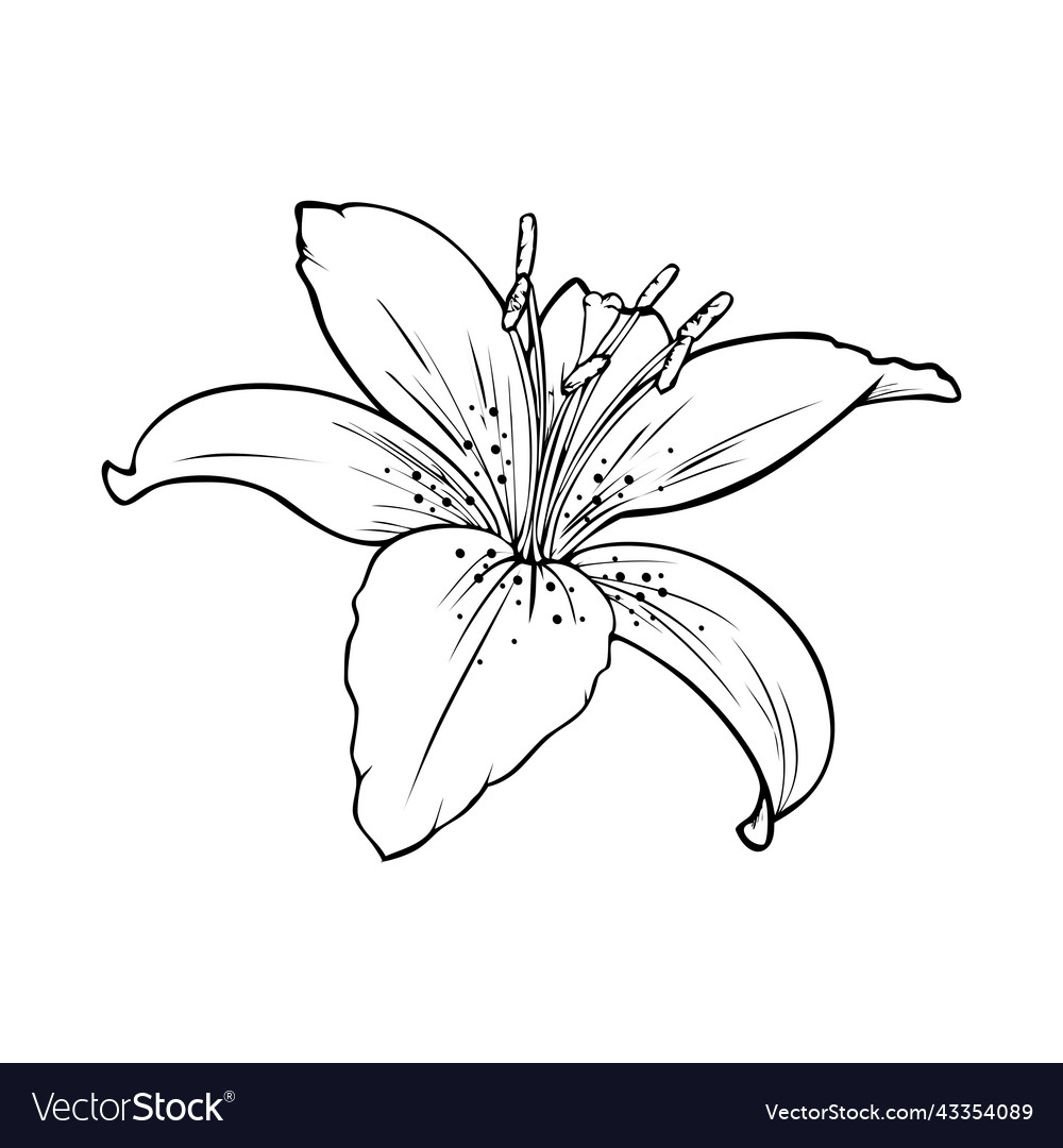 Monochrome picture large veined lily flower Vector Image