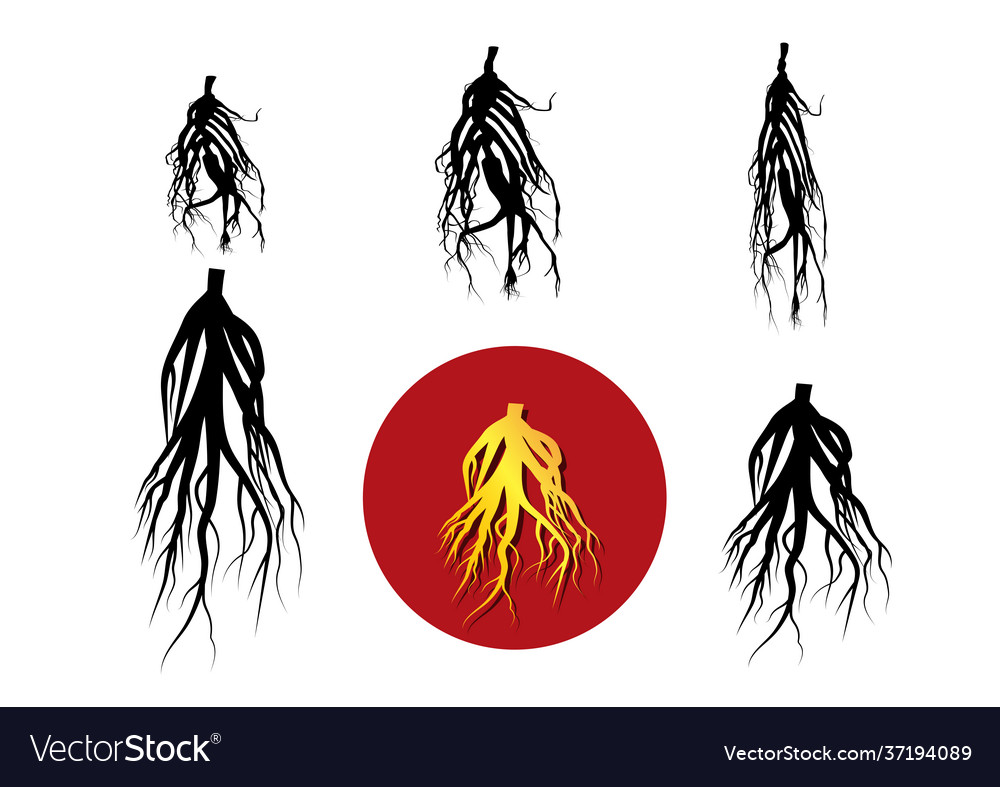 Set ginseng icon and silhouette art