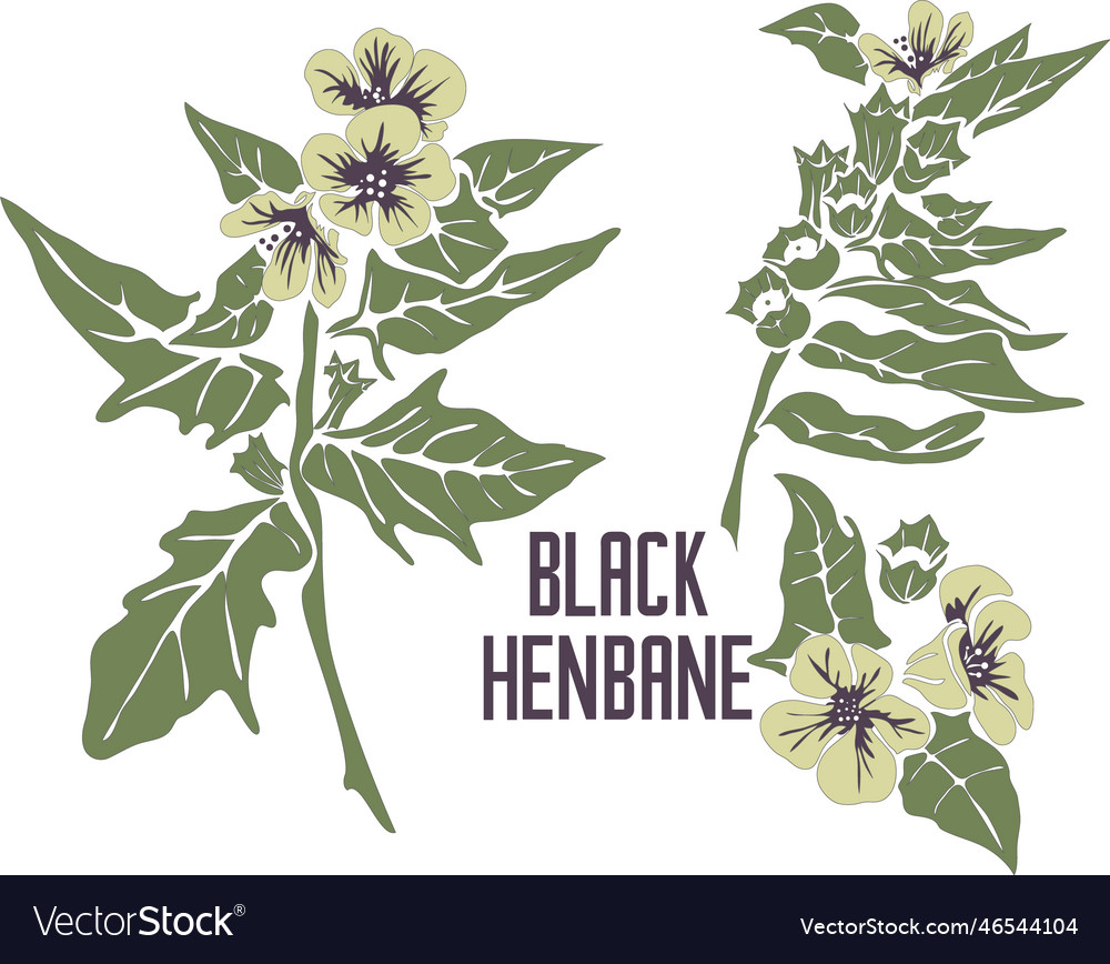 Schwarze Hanbane Blumen in der Farbzeichnung