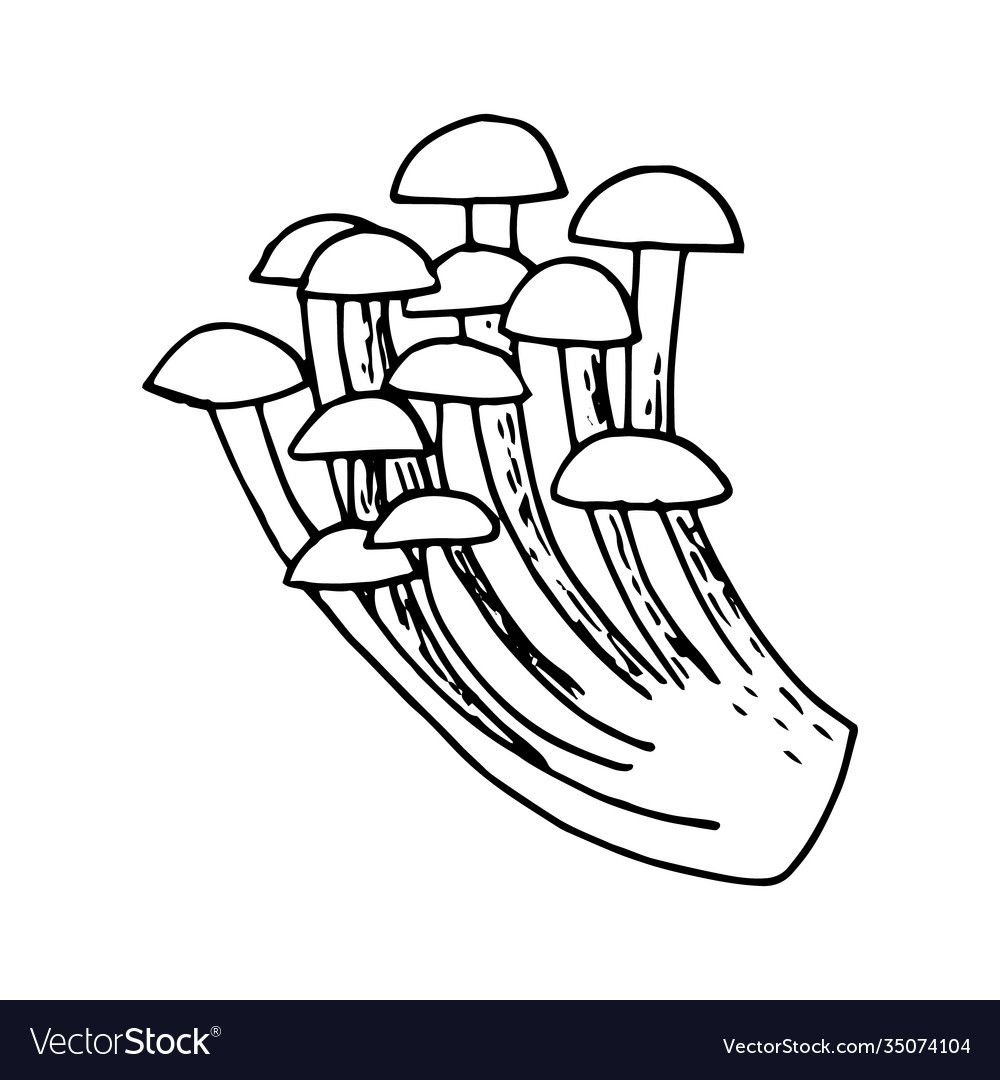 Mushrooms sketch hand drawn doodle for design Vector Image