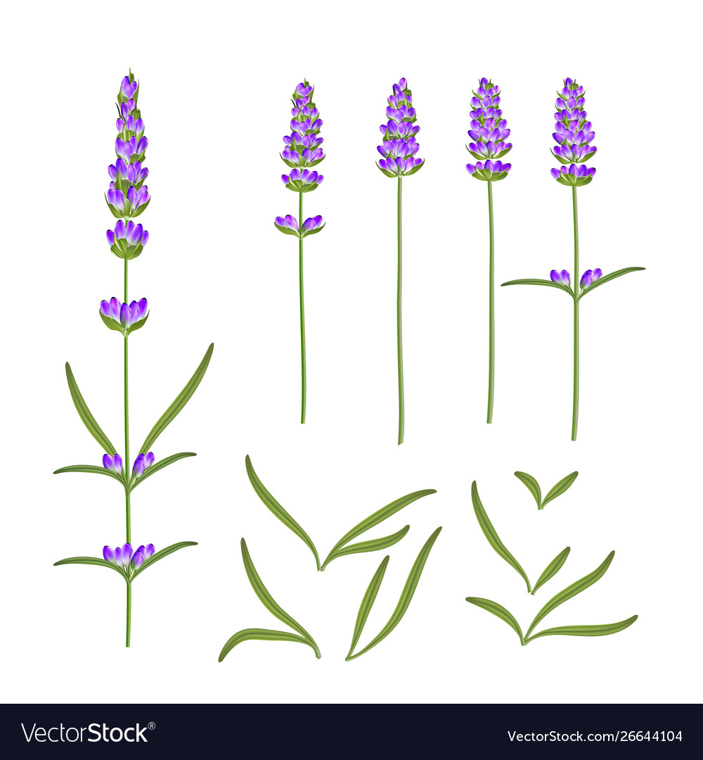 Provence flowers collection set lavender Vector Image