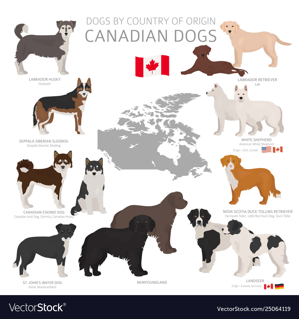 dogs-country-origin-canadian-dog-breeds-royalty-free-vector