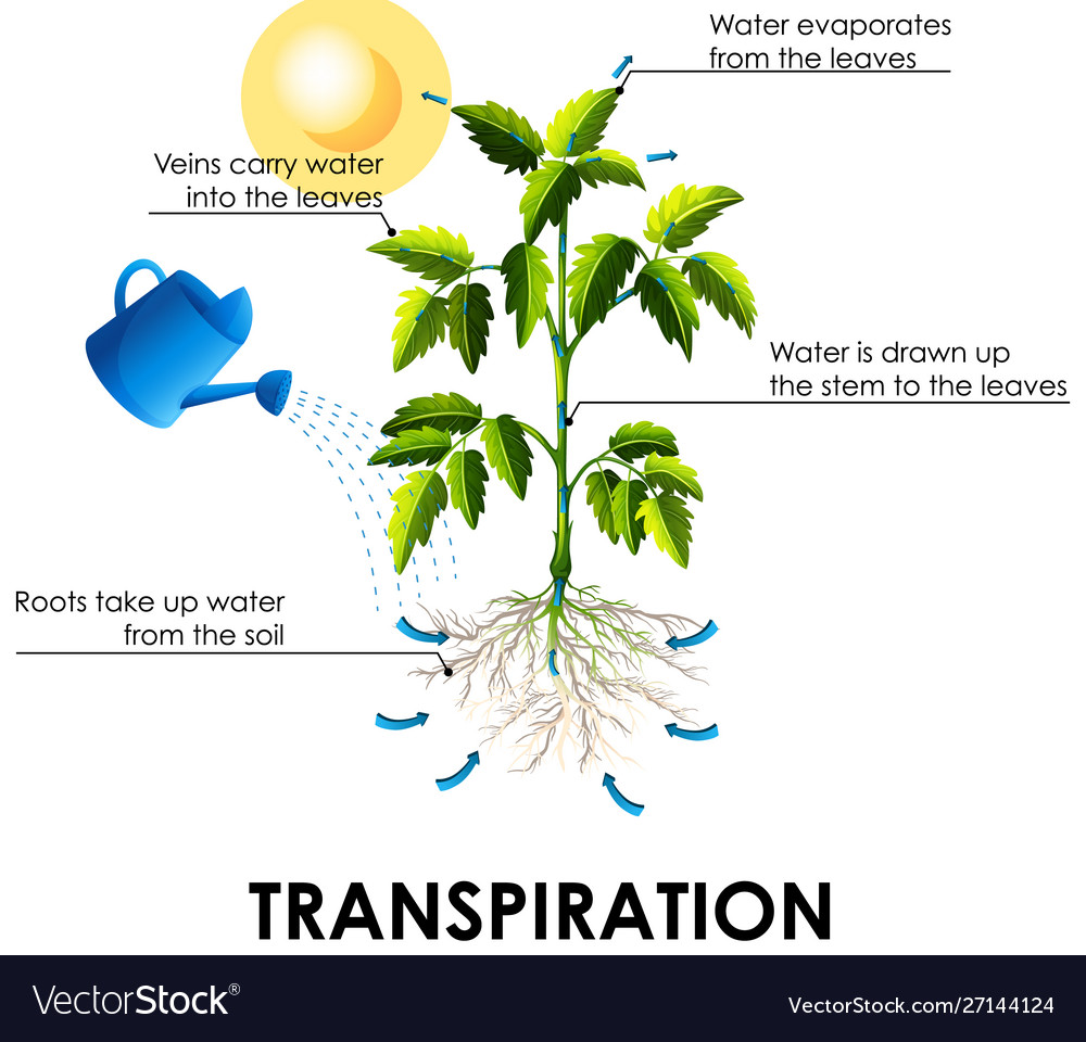 Diagram showing transpiration with plant and water