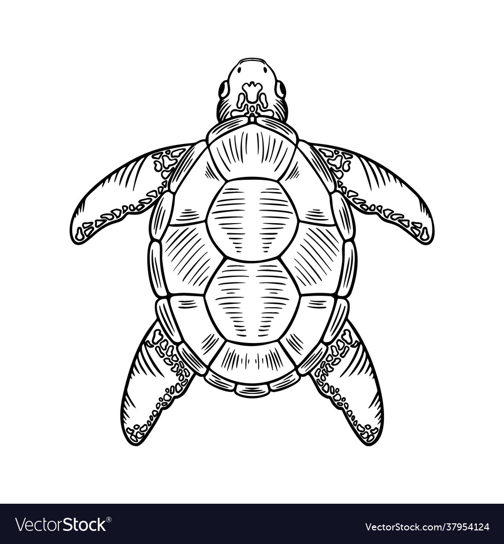 Sketch sea turtle hand drawn