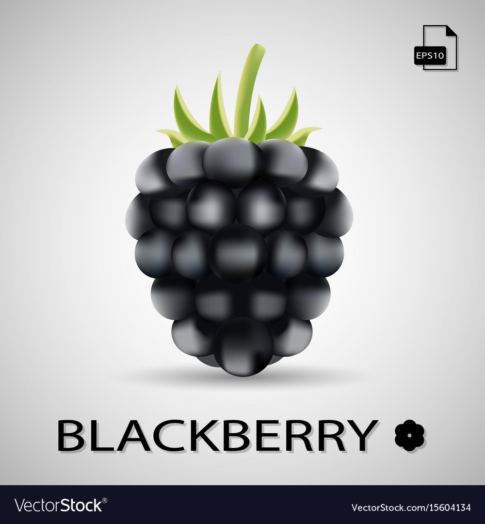 Blackberry sweet fruit forest berry isolated Vector Image