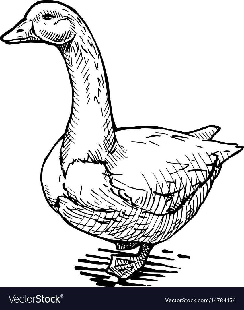 Goose Royalty Free Vector Image - VectorStock