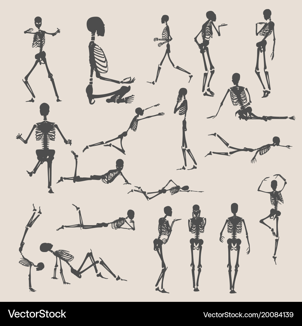 Halloween human skeletons set Royalty Free Vector Image