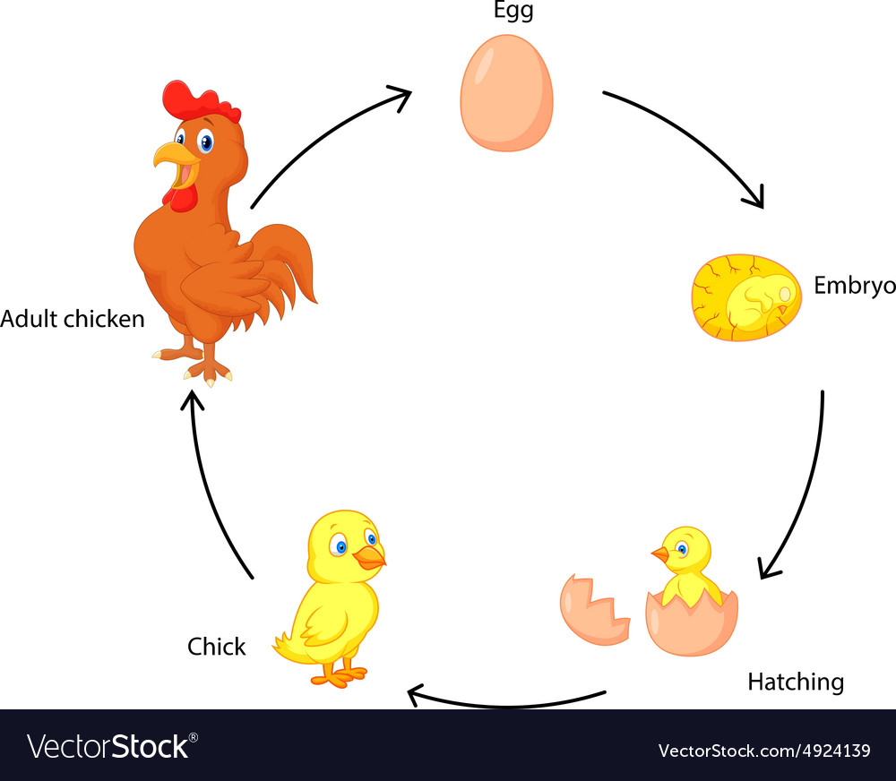 Life Cycle A Chicken For Kids Royalty Free Vector Image