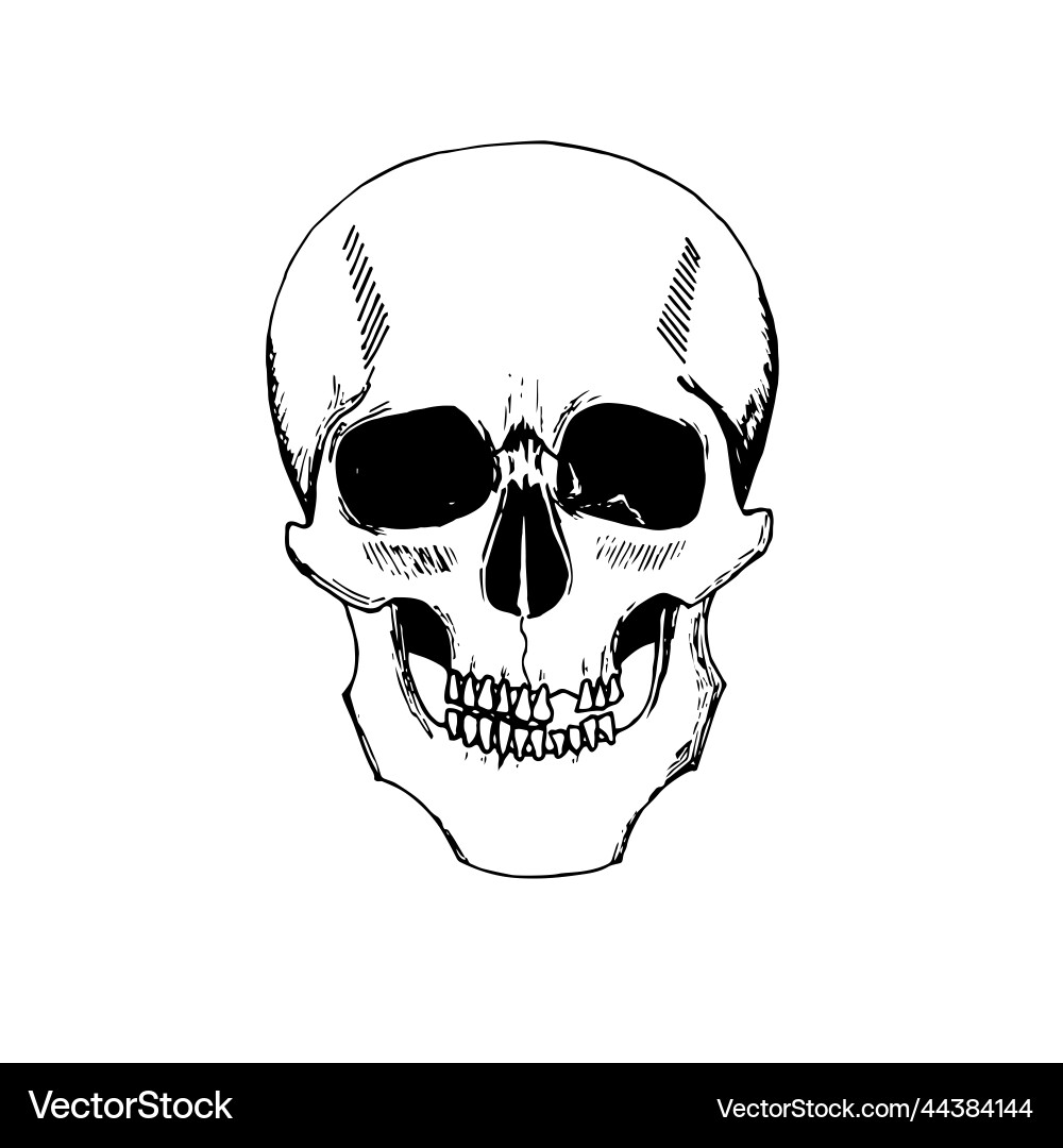 Human skull Royalty Free Vector Image - VectorStock
