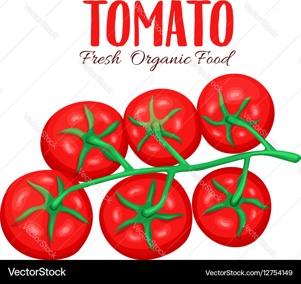 Branch tomatoes Royalty Free Vector Image - VectorStock