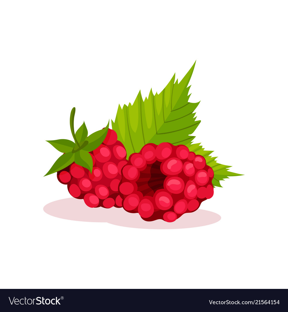 Two pink raspberries with green leaves healthy