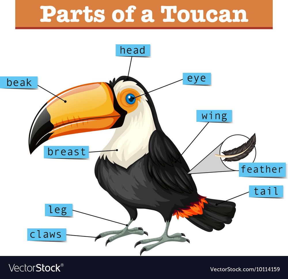 Diagram showing parts of toucan Royalty Free Vector Image