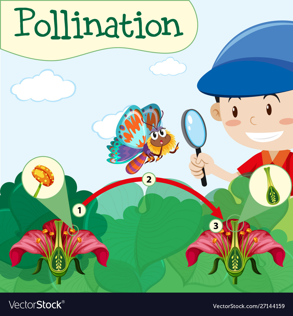 Pollination diagram with boy and flower