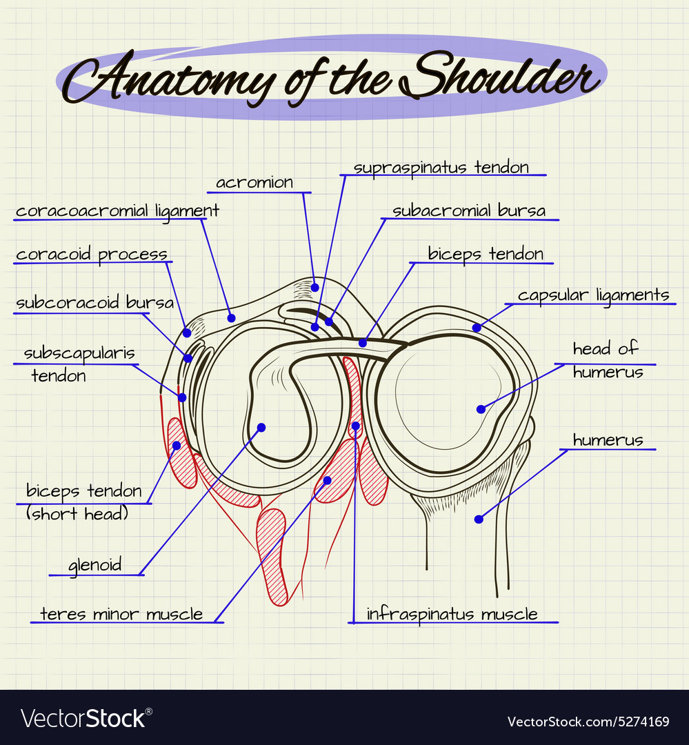 Anatomy of the shoulder