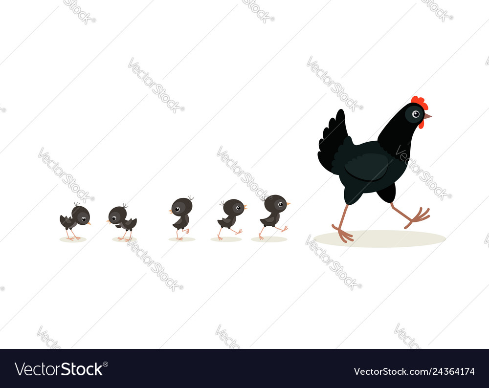 Walking black hen and chicks isolated on white