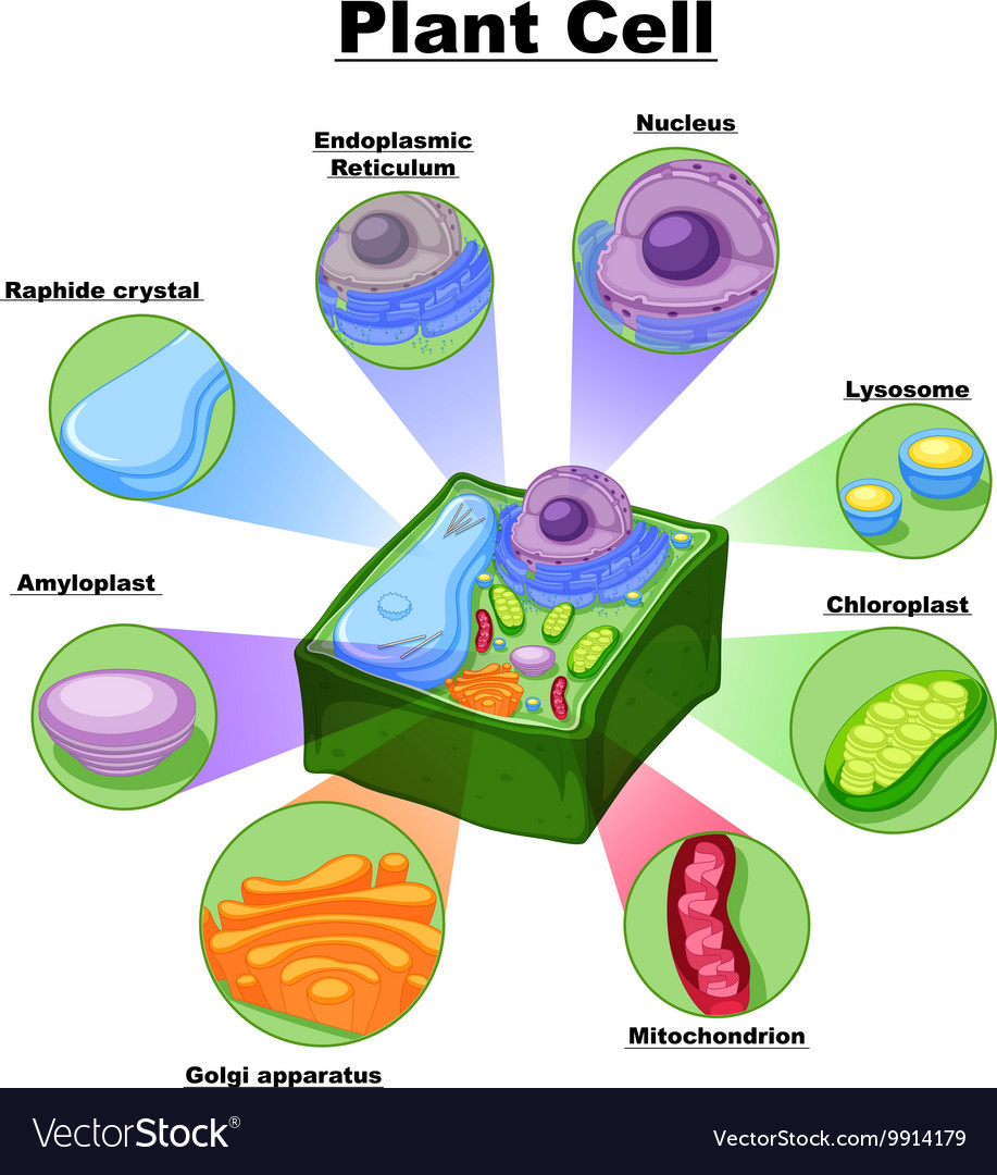 What Are The Diagram Of Plant Cell - Infoupdate.org