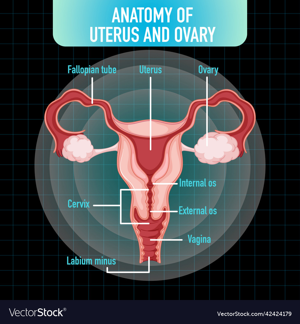 Human internal organ with uterus Royalty Free Vector Image