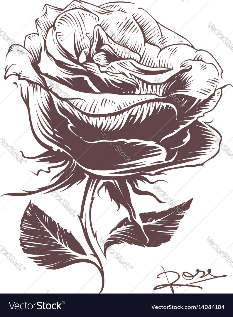 Hand Drawn Rose Royalty Free Vector Image Vectorstock