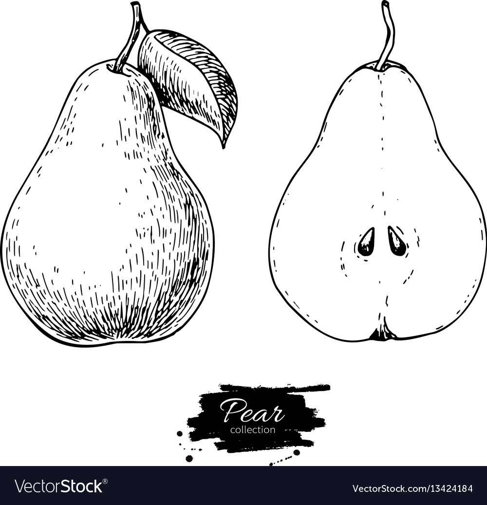 Pear Drawing Isolated Hand Drawn Full Royalty Free Vector