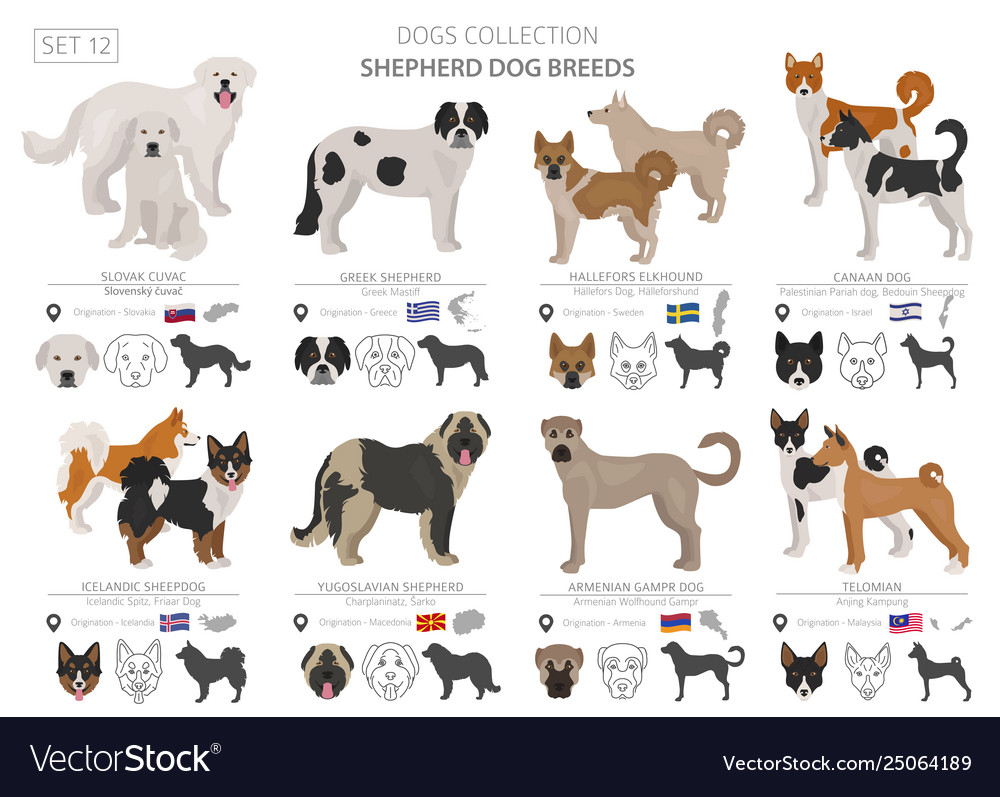 Shepherd And Herding Dogs Collection Isolated On Vector Image