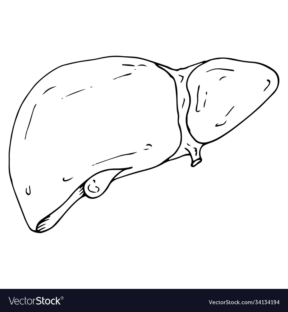 Liver icon a human hand drawn Royalty Free Vector Image