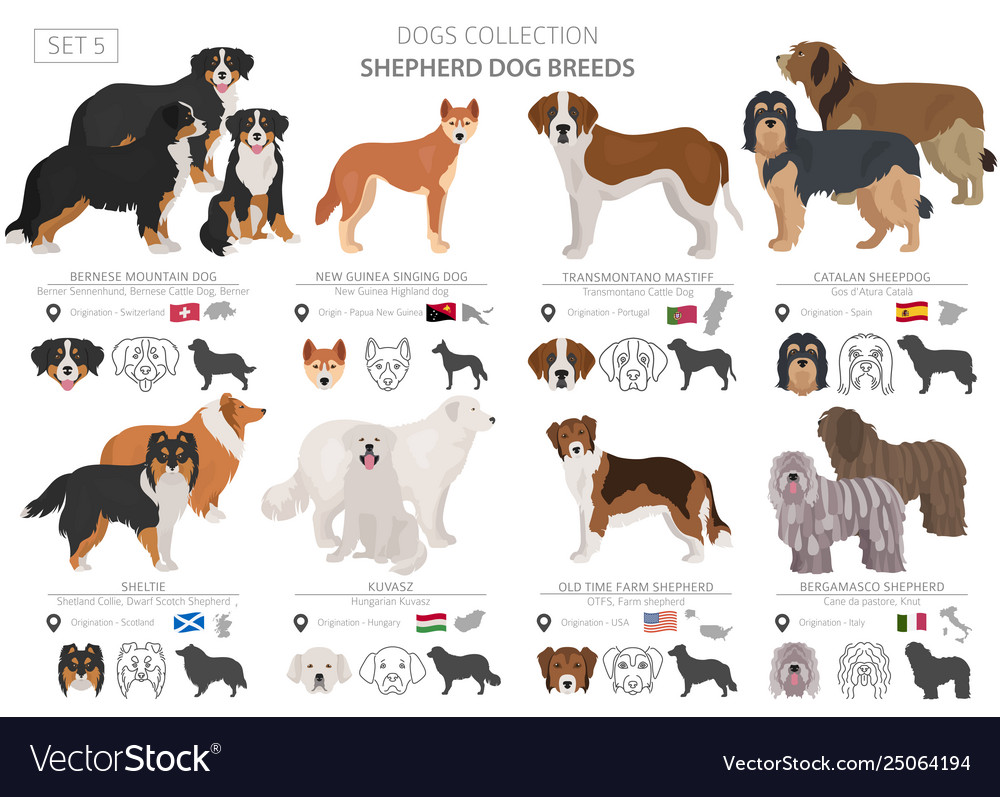 Shepherd and herding dogs collection isolated on Vector Image