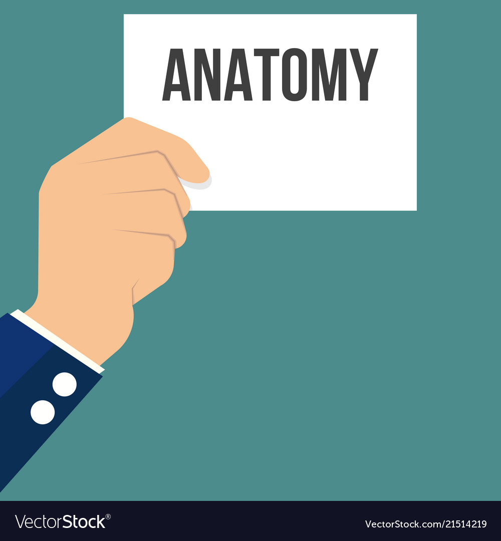 Man showing paper anatomy text Royalty Free Vector Image
