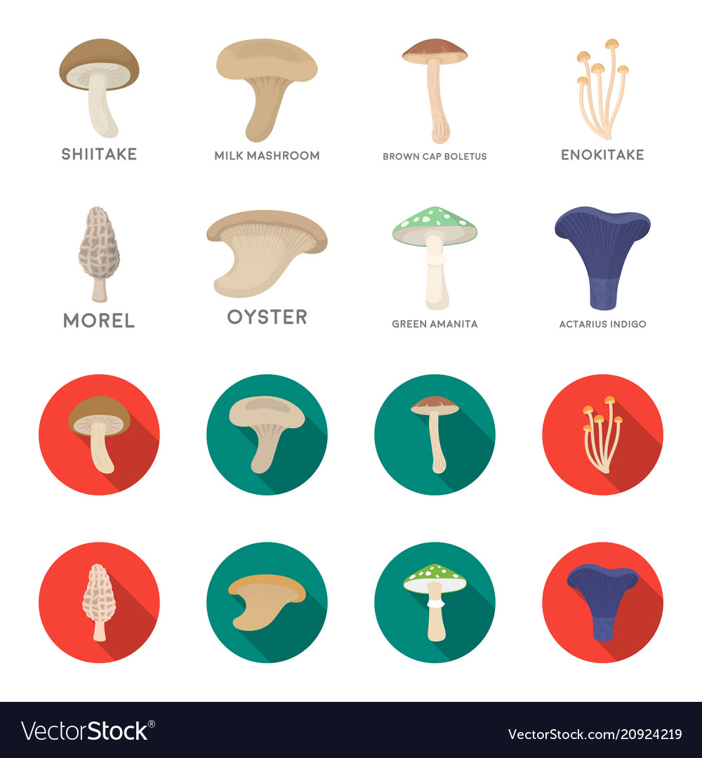 Morel oyster green amanita sagittarius indigo Vector Image