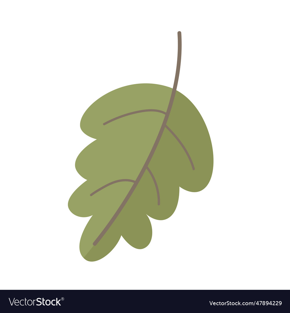 Oak tree leaf Royalty Free Vector Image - VectorStock