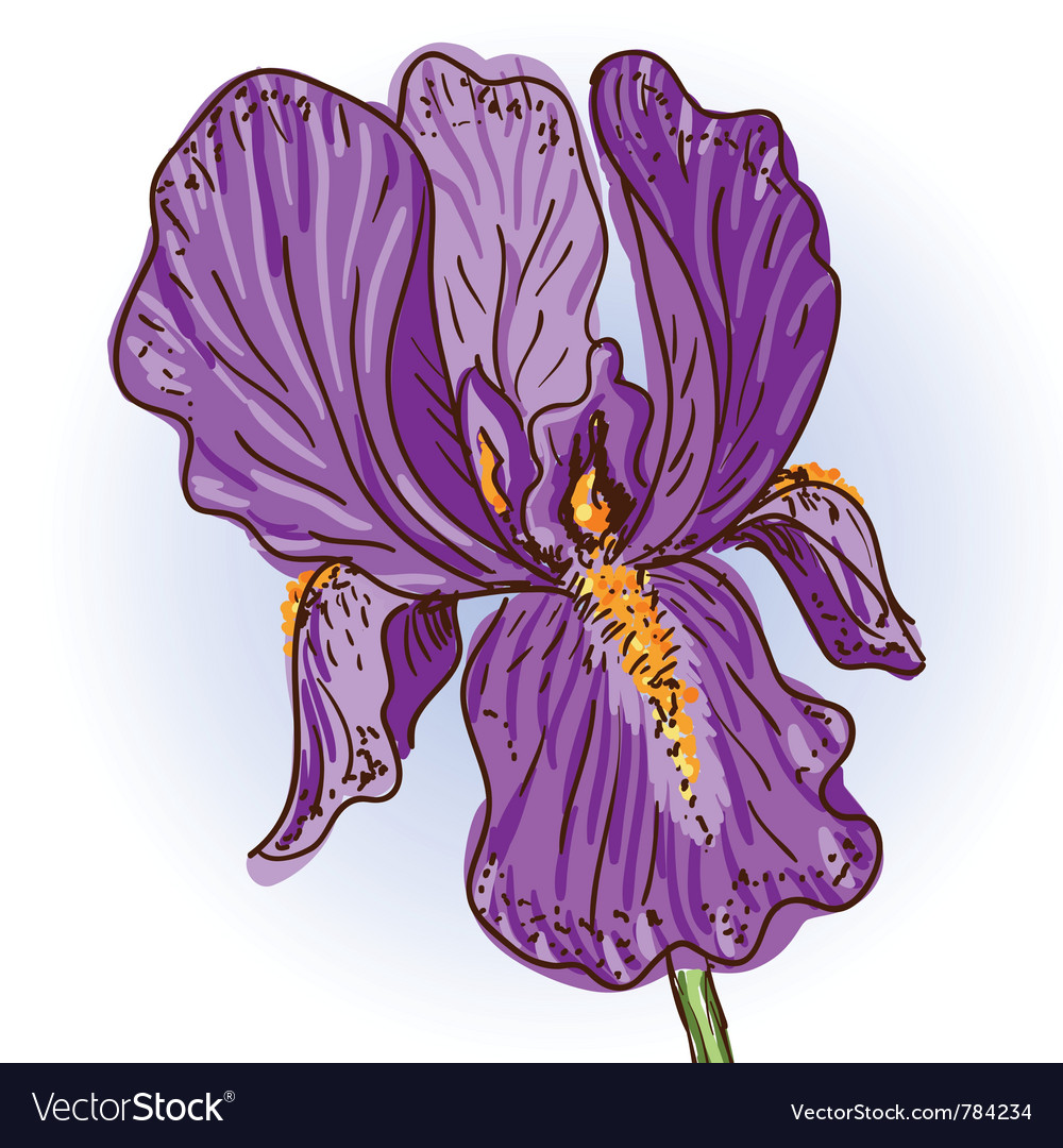 Purple iris