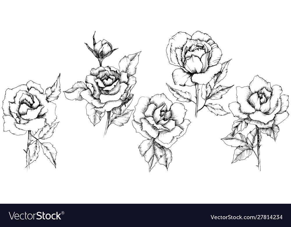 Rose flower in a style isolated Royalty Free Vector Image