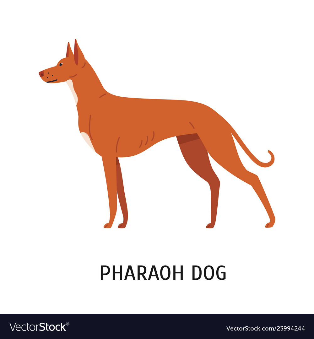 Pharaoh sales hound hunting