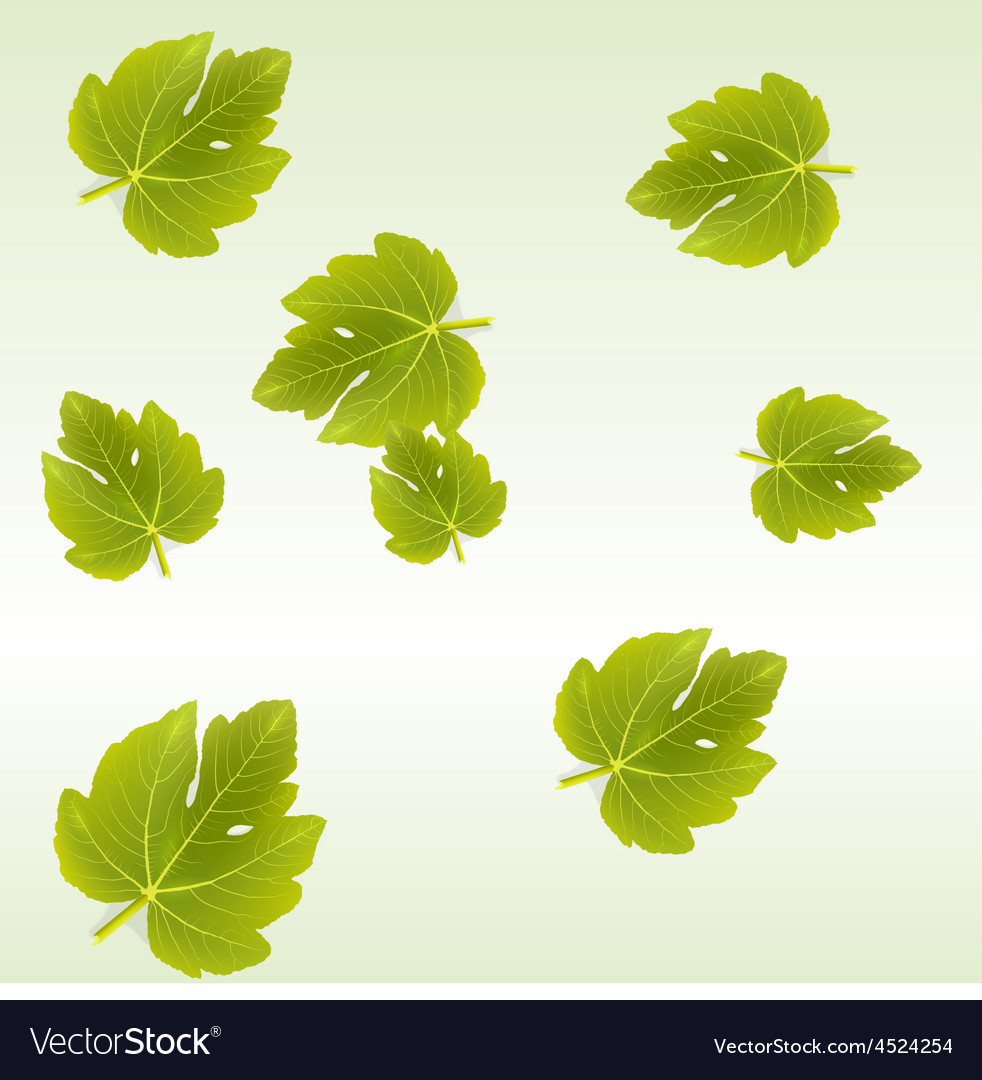 Fig Leaves Background Royalty Free Vector Image Fig Leaves Background Vector Image
