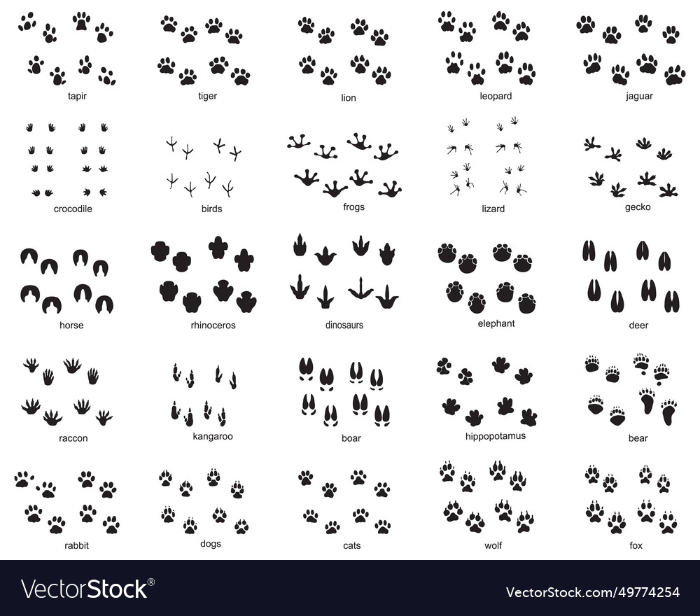 Set of footprints wild animals Royalty Free Vector Image