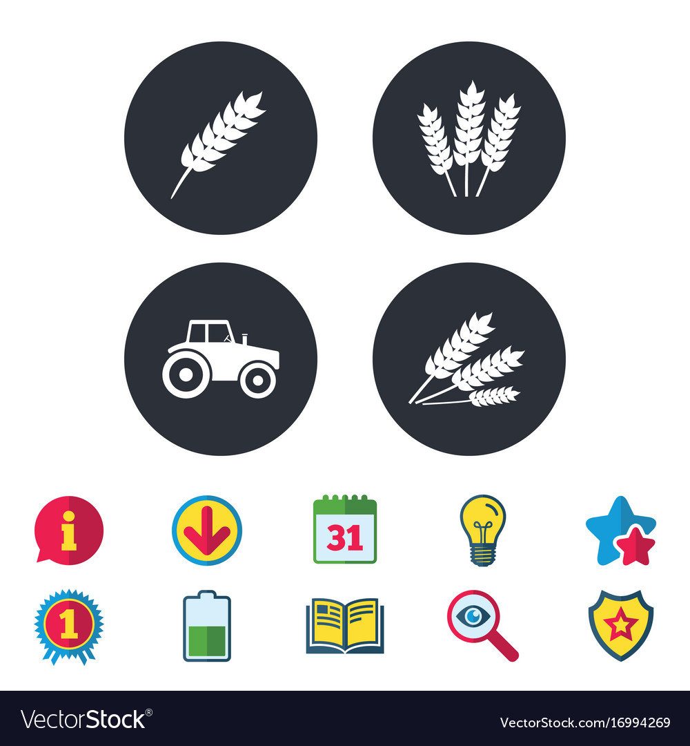 Agricultural icons wheat corn or gluten free