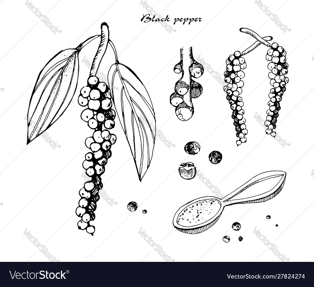 Black pepper vintage ink hand