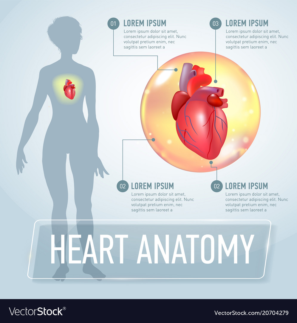 Heart infographics banner