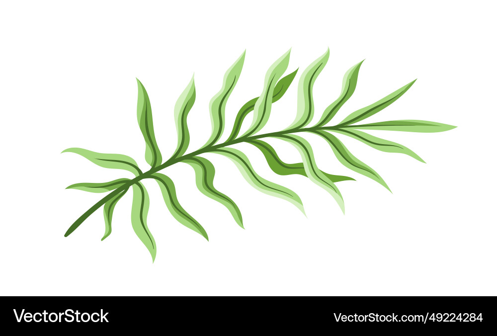 Exotic leaf concept Royalty Free Vector Image - VectorStock